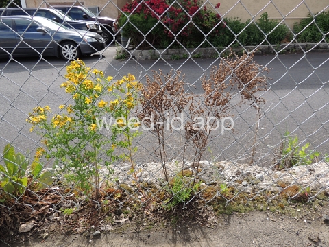 St. Johnswort, common